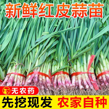 红根蒜苗产地看货论价保质保量欢迎订购