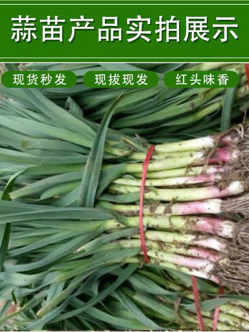 红根蒜苗产地看货论价保质保量欢迎订购