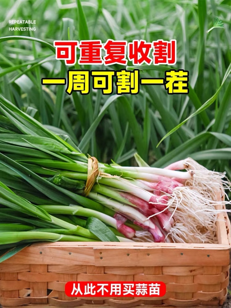 红根蒜苗产地看货论价保质保量欢迎订购
