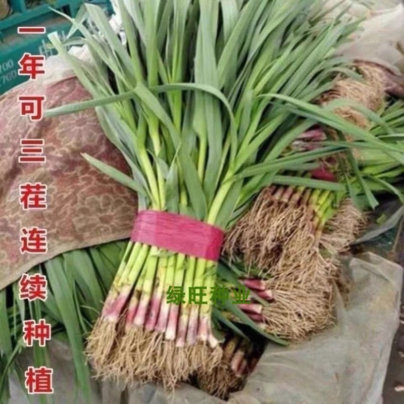 红根蒜苗产地看货论价保质保量欢迎订购