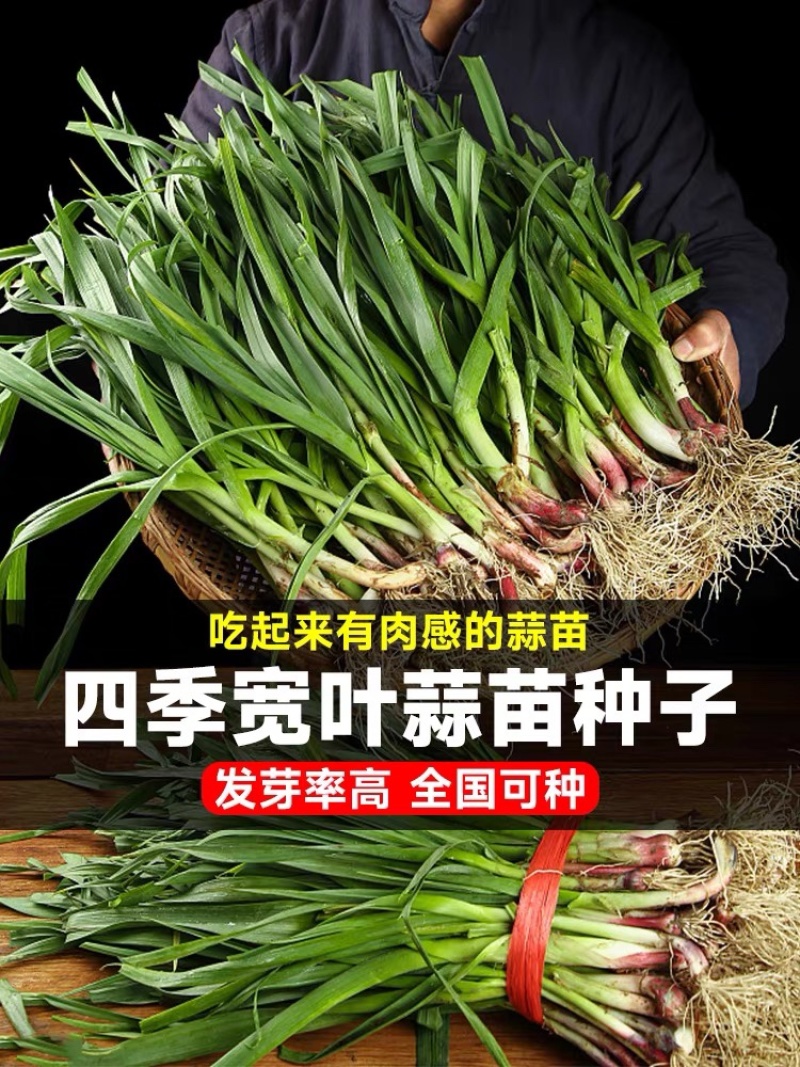 红根蒜苗产地看货论价保质保量欢迎订购