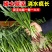 红根蒜苗产地看货论价保质保量欢迎订购