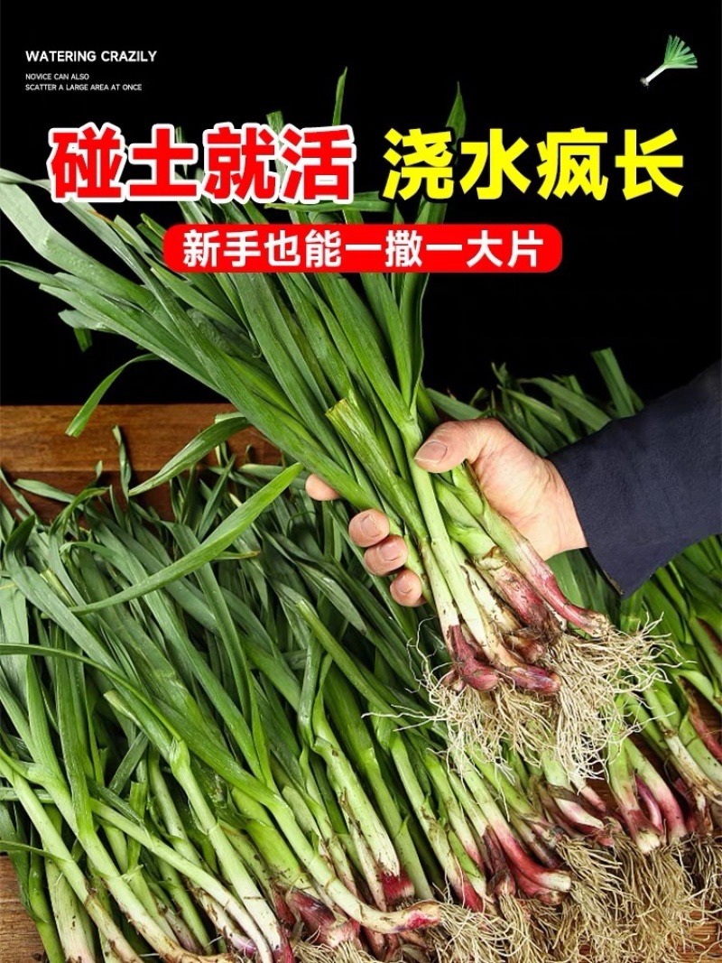 红根蒜苗产地看货论价保质保量欢迎订购