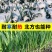 红根蒜苗产地看货论价保质保量欢迎订购