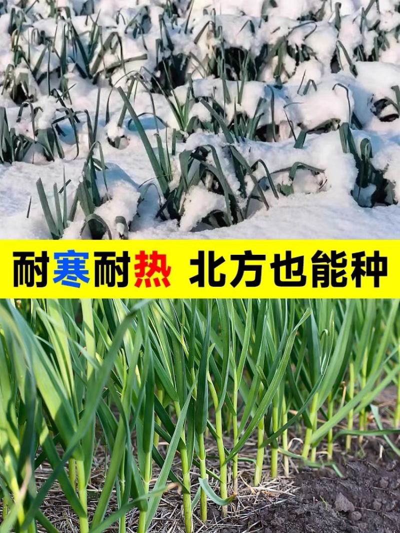 红根蒜苗产地看货论价保质保量欢迎订购