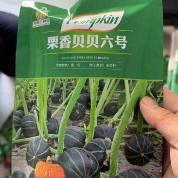 蔬菜种子贝贝板栗南瓜种子粉糯香甜，批发包邮大基地