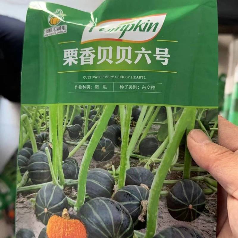 蔬菜种子贝贝板栗南瓜种子粉糯香甜，批发包邮大基地