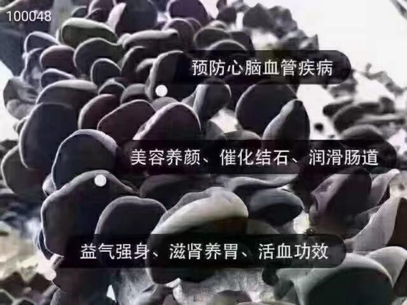 《精选》黑龙江优质木耳一手货源量大从优欢迎选购可视频