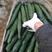 《中农106黄瓜》干花带刺25公分以上现货供应中