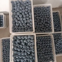 莒县蓝莓大量上市