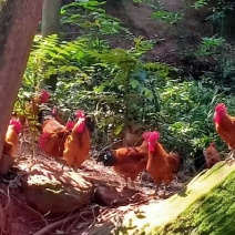 跑山土鸡