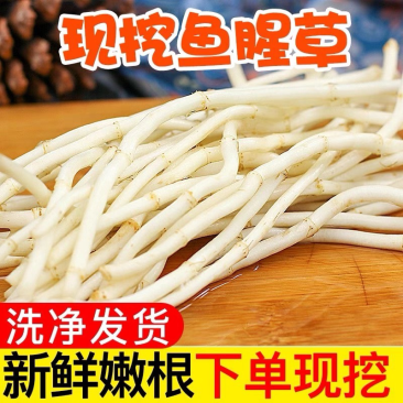 鱼腥草根鱼腥草产地看货论价保质保量欢迎订购