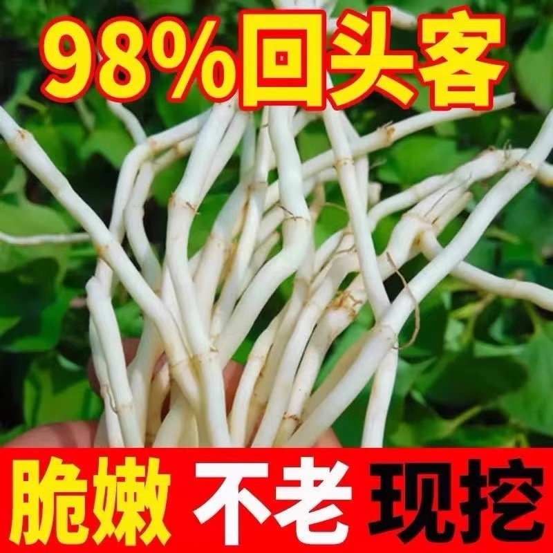鱼腥草根鱼腥草产地看货论价保质保量欢迎订购