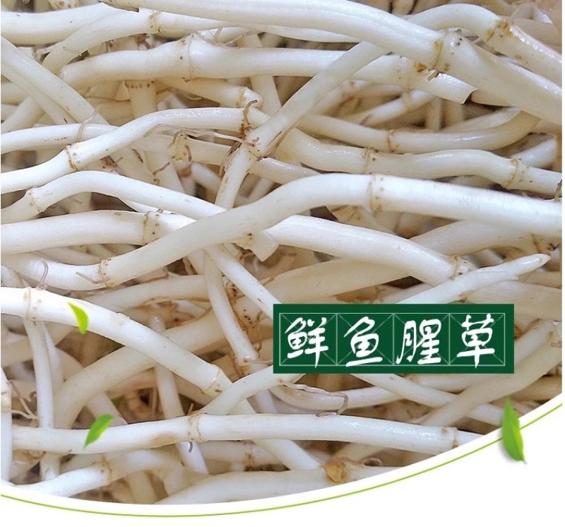 鱼腥草根鱼腥草产地看货论价保质保量欢迎订购