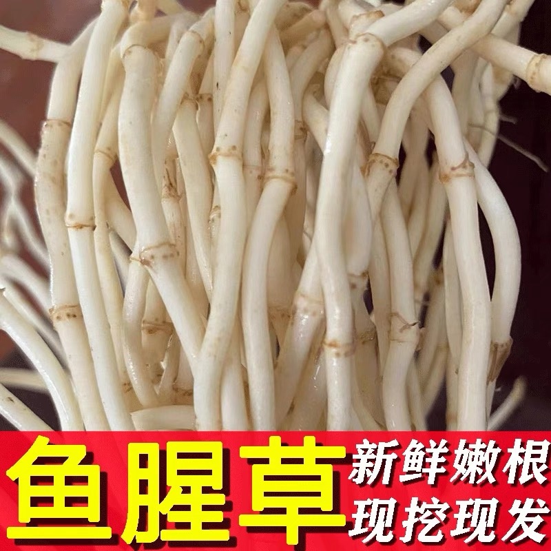 鱼腥草根鱼腥草产地看货论价保质保量欢迎订购