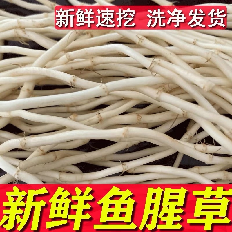 鱼腥草根鱼腥草产地看货论价保质保量欢迎订购