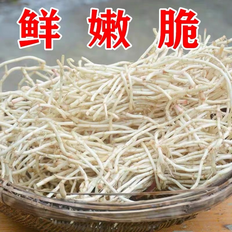 鱼腥草根鱼腥草产地看货论价保质保量欢迎订购
