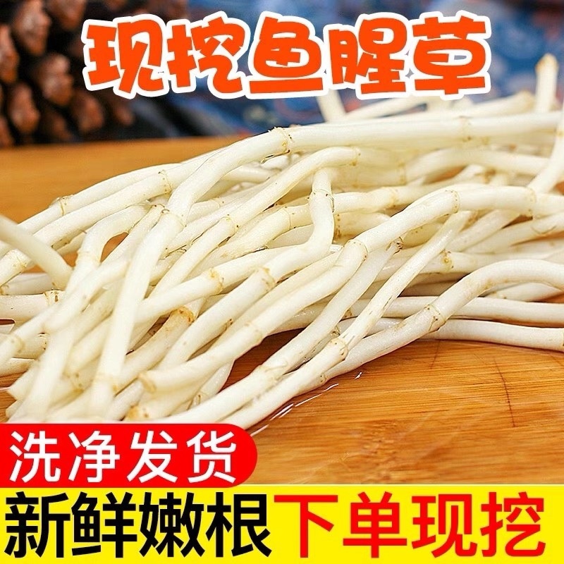 鱼腥草根鱼腥草产地看货论价保质保量欢迎订购