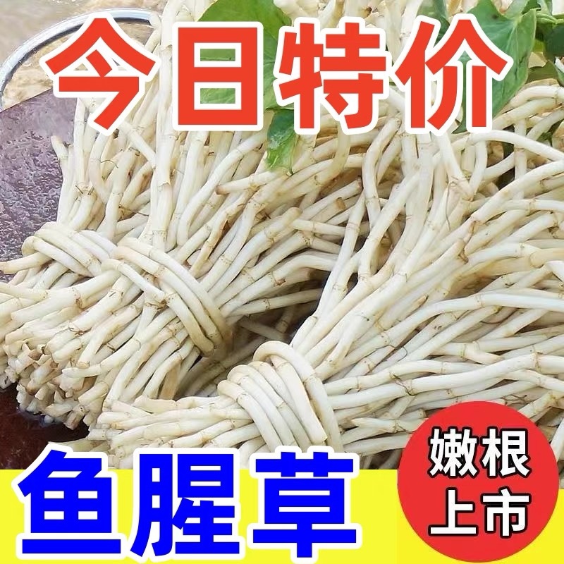 鱼腥草根鱼腥草产地看货论价保质保量欢迎订购