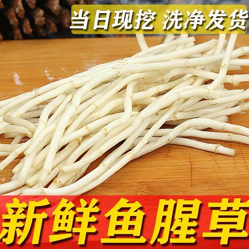 鱼腥草根鱼腥草产地看货论价保质保量欢迎订购