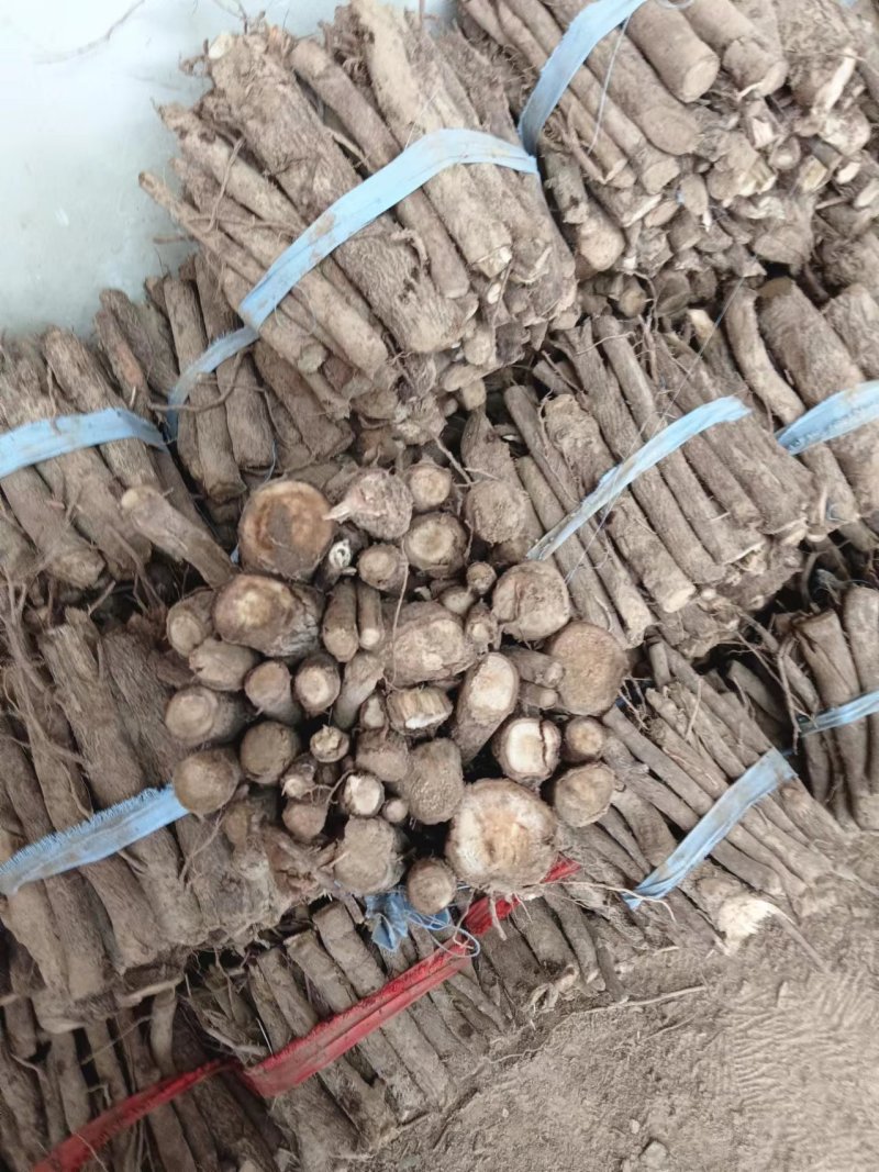 泡桐根拖毒四陪体泡桐，基地直销量一手货源，现货供应