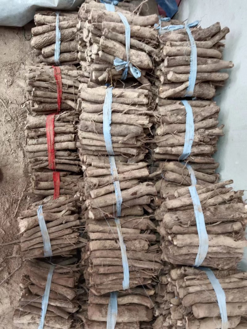 泡桐根拖毒四陪体泡桐，基地直销量一手货源，现货供应