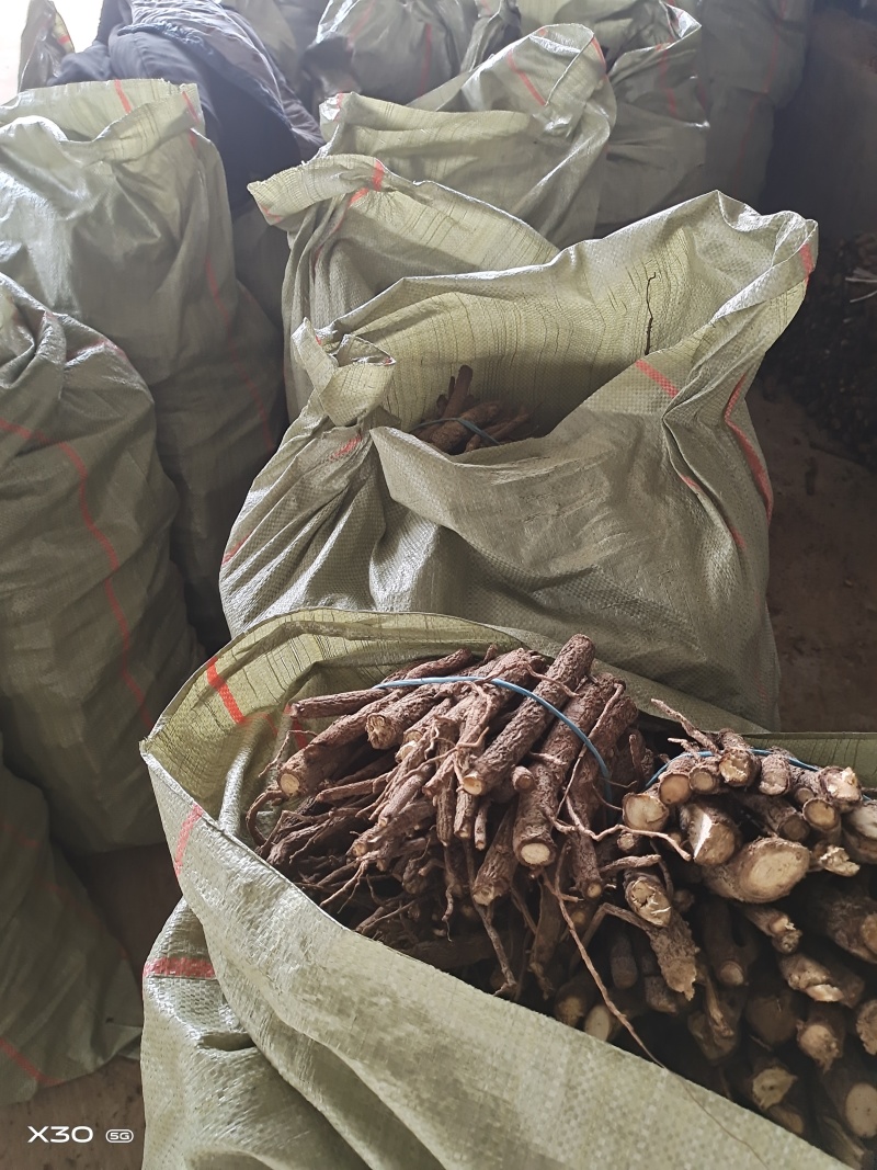 泡桐根拖毒四陪体泡桐，基地直销量一手货源，现货供应