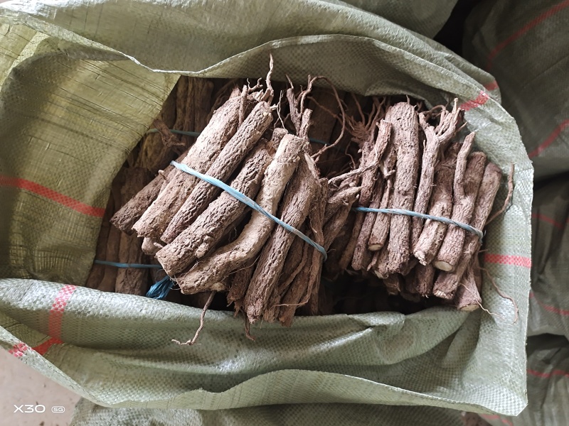 泡桐根拖毒四陪体泡桐，基地直销量一手货源，现货供应