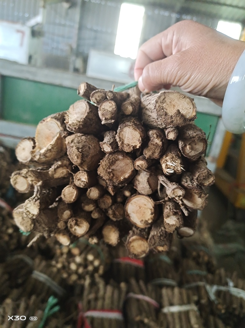 泡桐根拖毒四陪体泡桐，基地直销量一手货源，现货供应