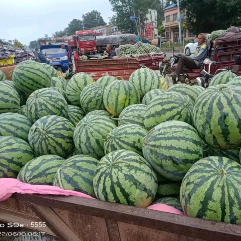 《美都西瓜》商丘夏邑包熟包甜现摘随到随装全国代发