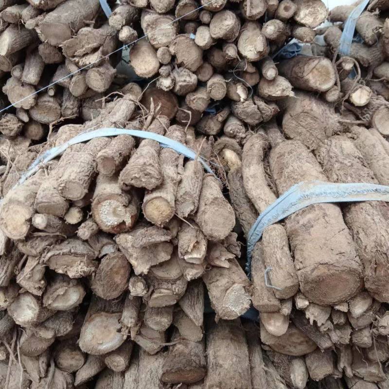 泡桐根9502四倍体泡桐根一手货源，基地直销，现货供应