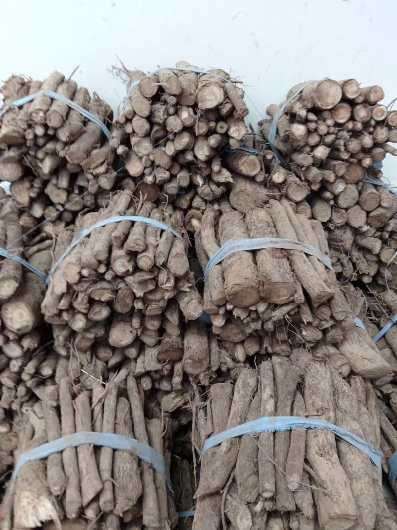 泡桐根9502四倍体泡桐根一手货源，基地直销，现货供应