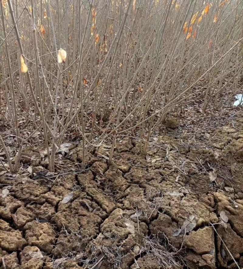 水蜡苗基地，水蜡苗批发，水蜡苗处理，水蜡苗价格，河北水蜡