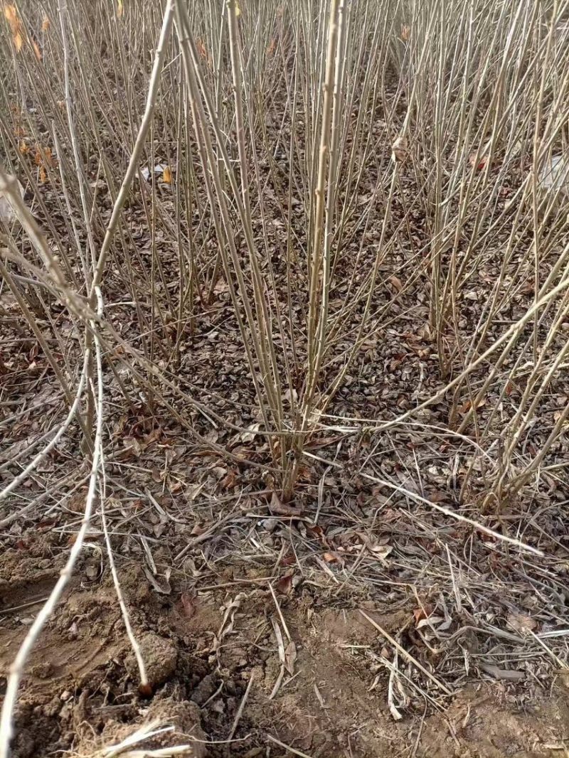 水蜡苗基地，水蜡苗批发，水蜡苗处理，水蜡苗价格，河北水蜡