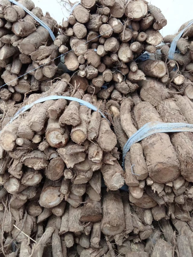 泡桐根9502四倍体泡桐根一手货源，基地直销，现货供应