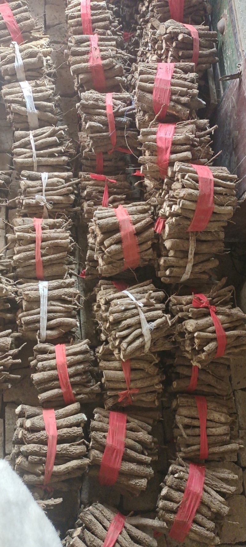 泡桐根9502四倍体泡桐根一手货源，基地直销，现货供应