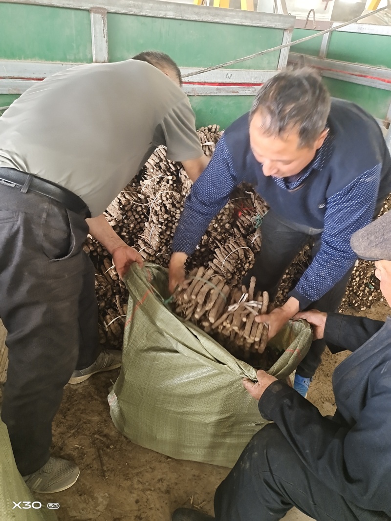 泡桐根9502四倍体泡桐根一手货源，基地直销，现货供应