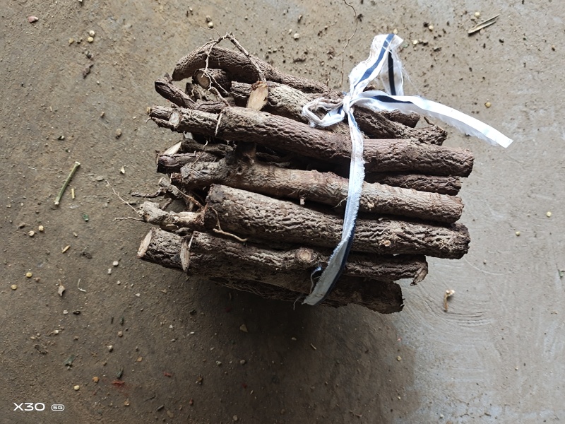 泡桐根9502四倍体泡桐根一手货源，基地直销，现货供应