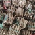 泡桐根9502四倍体泡桐根一手货源，基地直销，现货供应