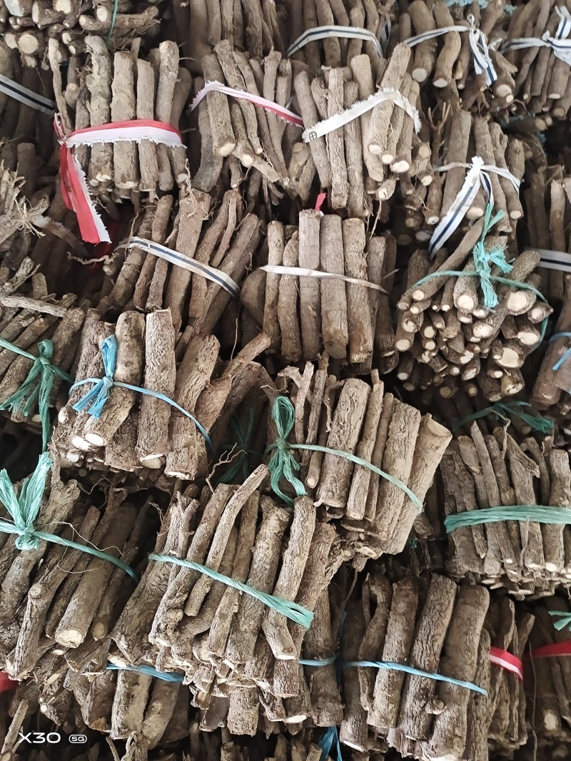 泡桐根9502四倍体泡桐根一手货源，基地直销，现货供应