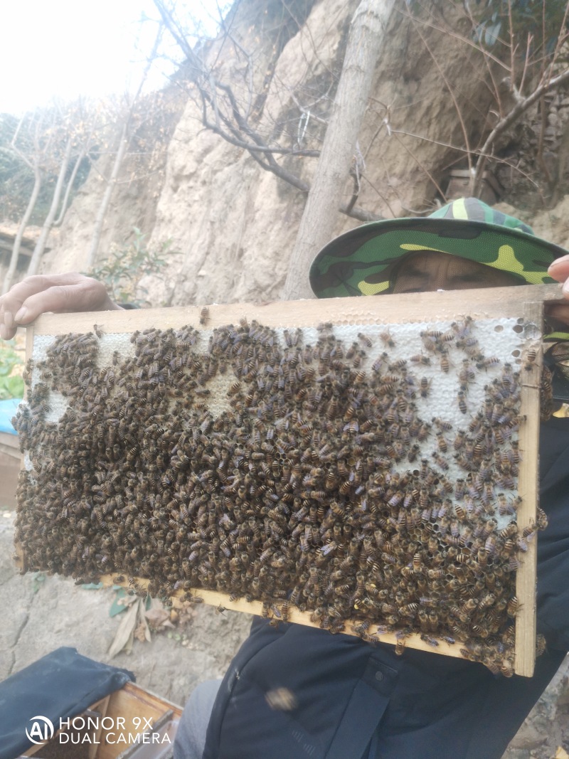 天然土蜂蜜