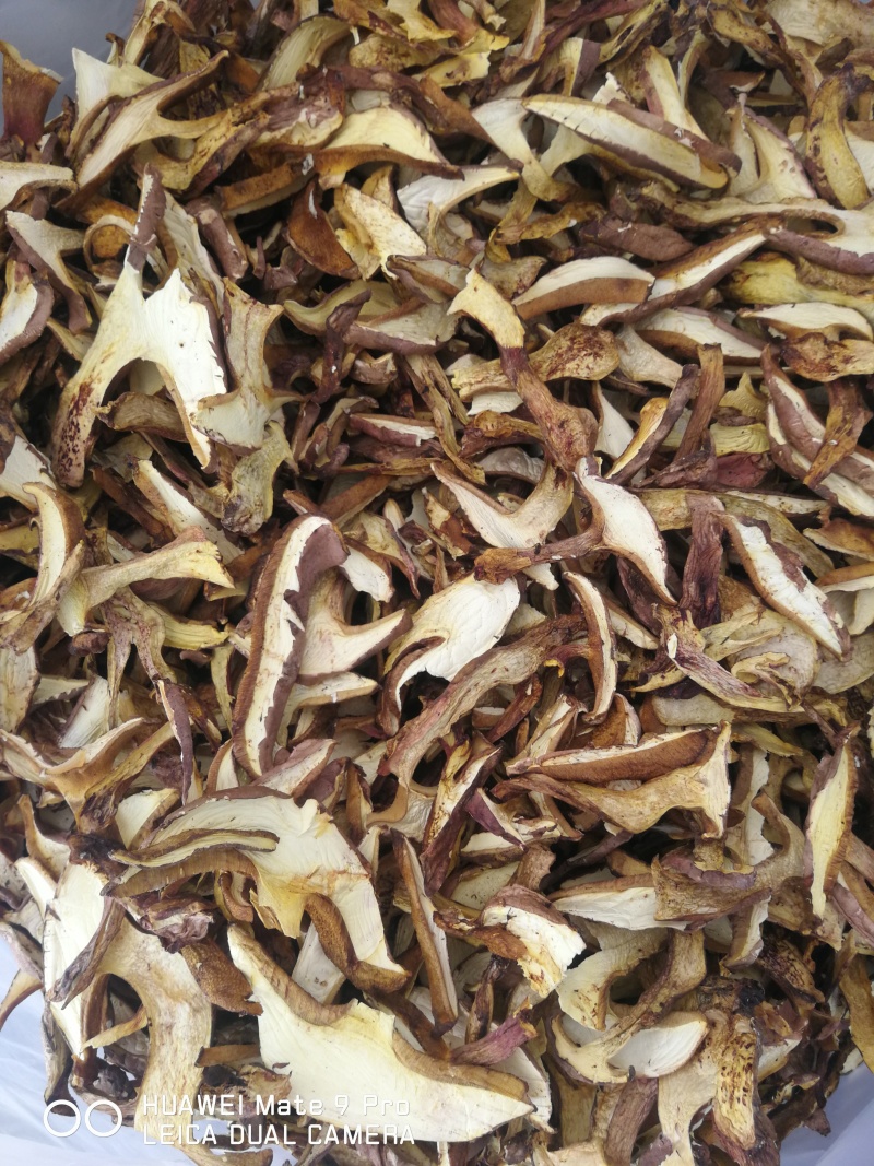 白葱菌