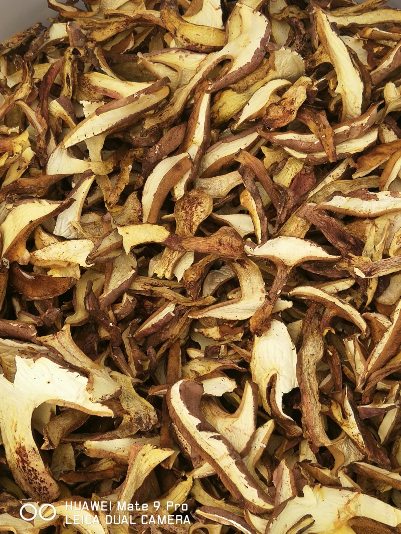 白葱菌