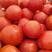 粉果番茄通货，产地直采，诚信为本代发全国