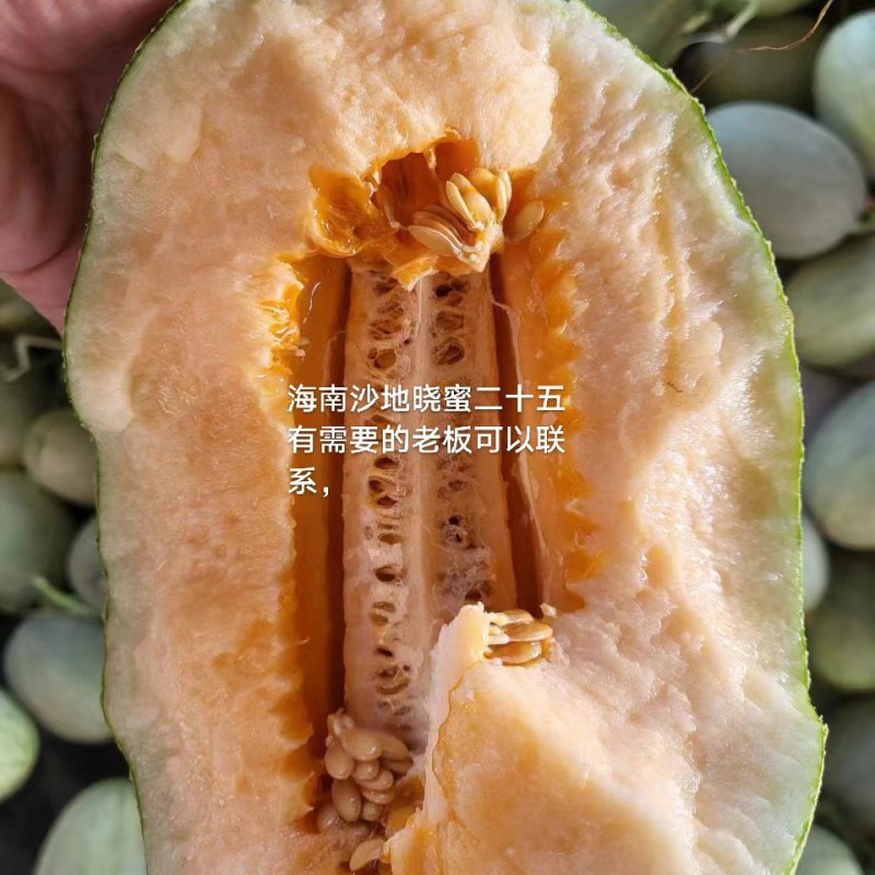 店家推荐海南晓蜜25哈密瓜沙地货代发全国一件代发电商团