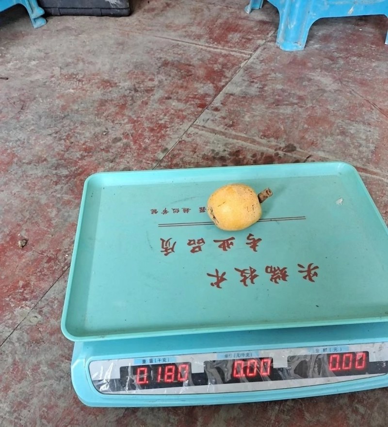 贵州省贞丰县沙坪镇枇杷基地自产自销