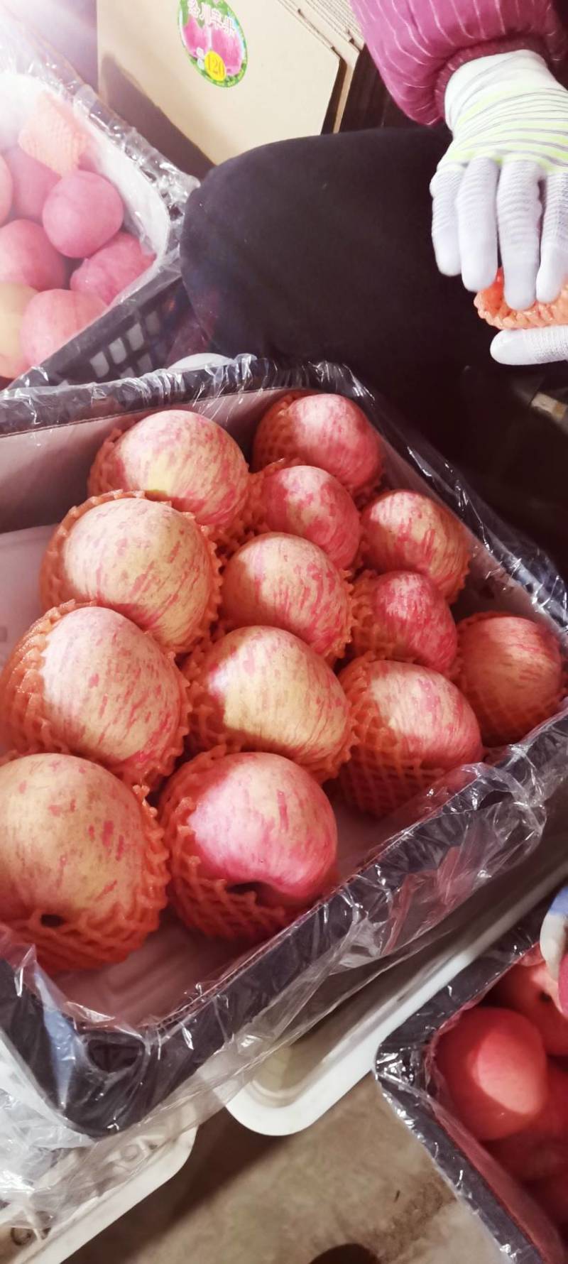 纸代条纹红富士。