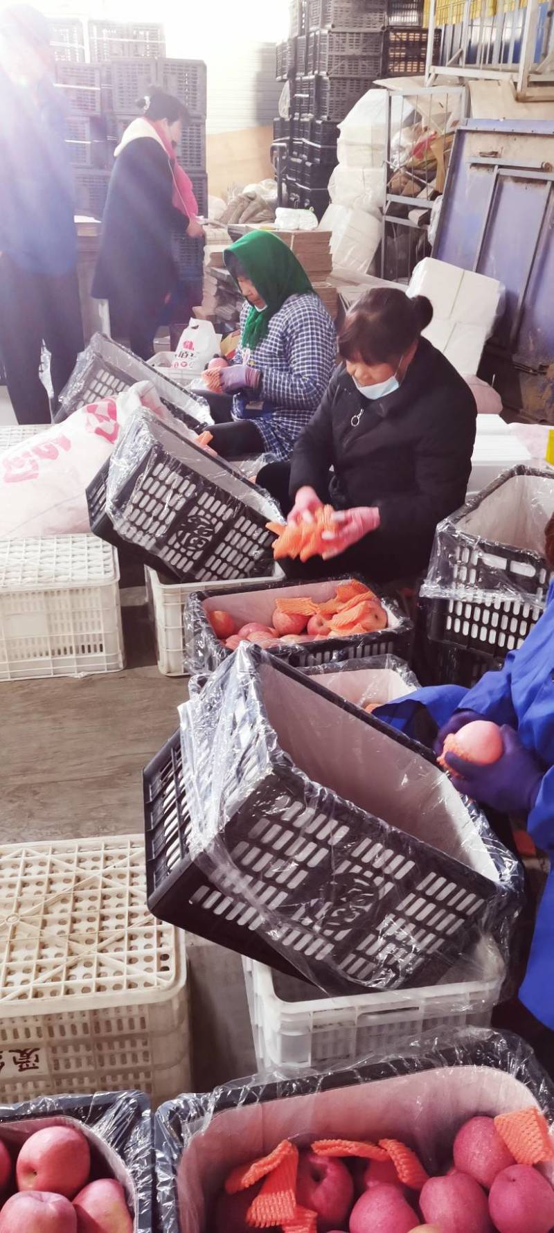 纸代条纹红富士。