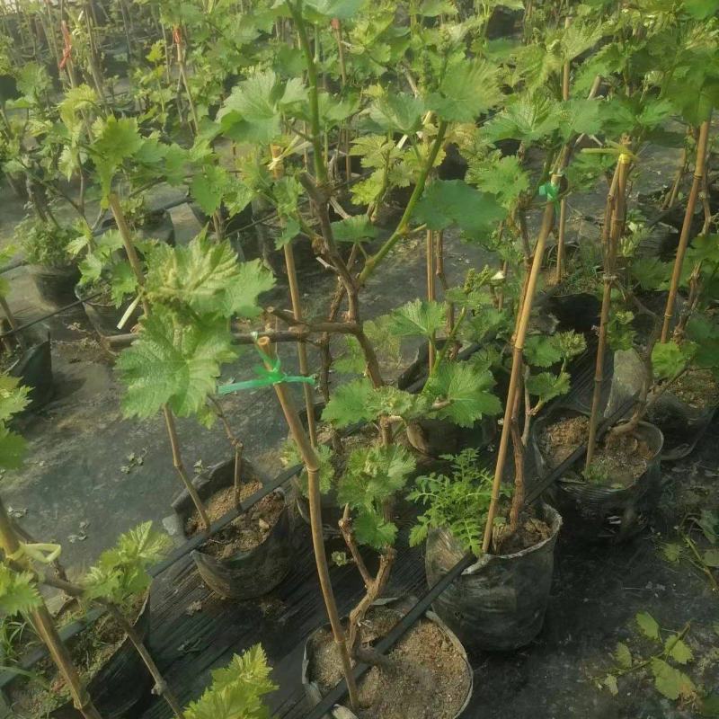 盆栽葡萄苗带花带果发货占地建园用保证正品基地直发