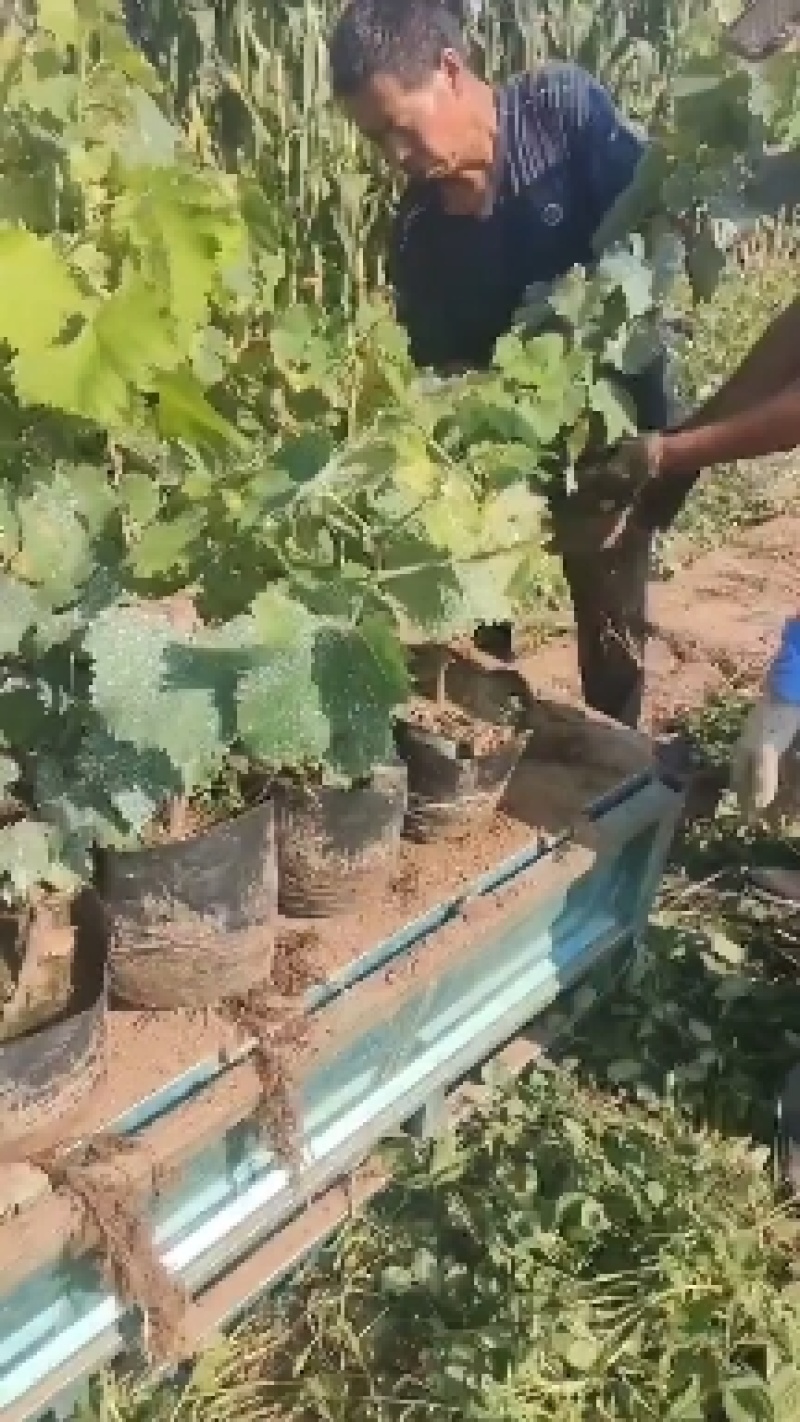 盆栽葡萄苗带花带果发货占地建园用保证正品基地直发